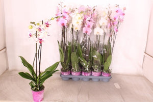 Mixed Phalaenopsis Orchid – 12cm Pot, 75cm High