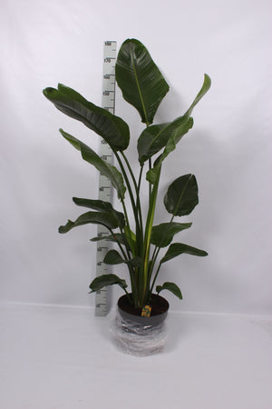 White Bird of Paradise (Strelitzia nicolai) – 32cm Pot