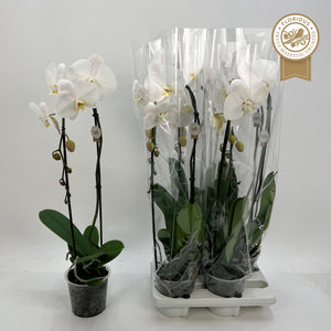 White Phalaenopsis Orchid – 15cm Pot, 90cm Tall