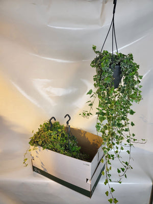 White Wonder English Ivy (Hedera helix) – 19cm Pot