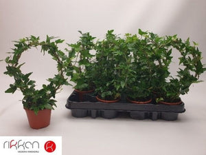 Green Ivy Arch (Hedera helix) – 8.5cm Pot