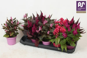 Mixed Celosia argentea – 12cm Pot, 25cm High