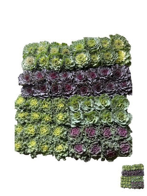 Brassica Mix Ornamental Garden Plant – 12cm Pot