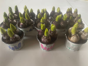 Mixed Hyacinth (Hyacinthus orientalis) – 12cm Pot