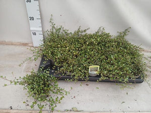 Muehlenbeckia comptoniana Green Houseplant – 9cm Pot