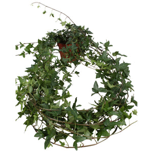 Shamrock Ivy (Hedera helix) – 13cm Pot