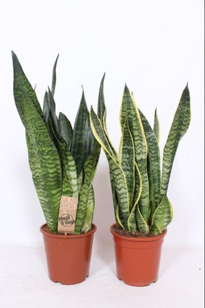Snake Plant (Sansevieria trifasciata) – 17cm Pot