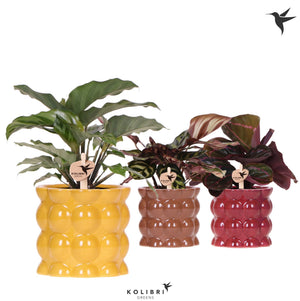 Mixed Calathea Houseplant – 9cm Ceramic Pot