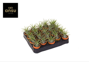 Tillandsia ionantha Air Plant in Terracotta Pot – 5cm