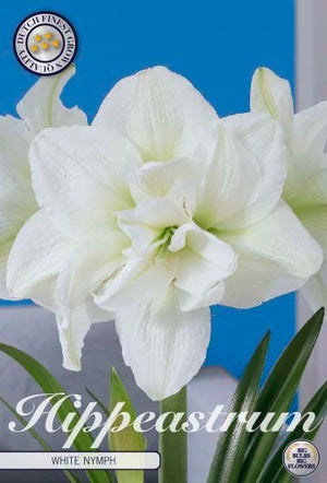 Amaryllis ‘Clown’ Flower Bulb – Mixed Colours