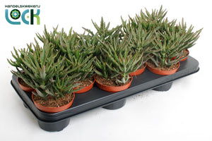 Kalanchoe Spider Green – 10.5cm Pot