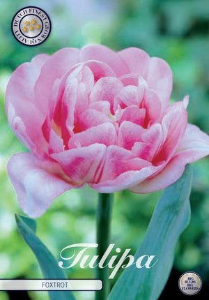 Double Early Tulip ‘Foxtrot’ Flower Bulbs – 7 Bulbs
