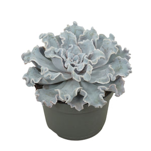 Echeveria ‘Crispy Beauty’ Succulent – 13cm Pot