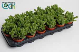 Cotyledon ladismithiensis Succulent – 8.5cm Pot