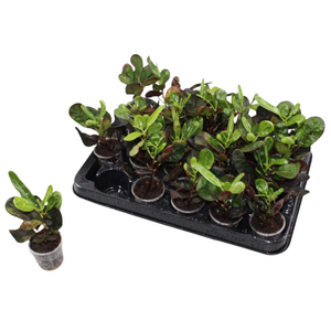 Small-Leaved Croton (Codiaeum variegatum) – 6cm Pot
