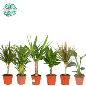 Mixed Green Houseplant in Ceramic Pot – 14cm