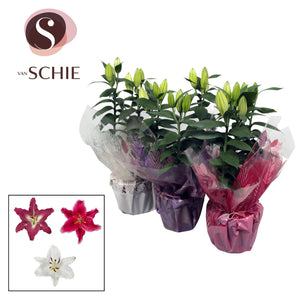 Mixed Oriental Lily (Lilium) – 17cm Pot