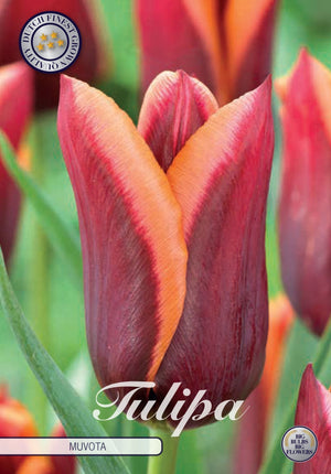 Tulipa Triumph ‘Muvota’ Tulip Bulbs – 12/+
