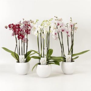 White Phalaenopsis Orchid – 4 Stem, 12cm Pot