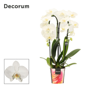 White Phalaenopsis Orchid – 2 Stem, 12cm Pot