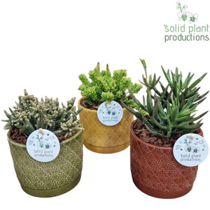 Rhipsalis Mix Arrangement – 12cm Ceramic Pot