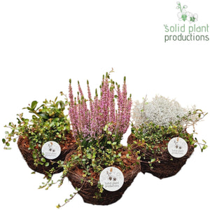 Salim Plant Arrangement – 20cm Pot