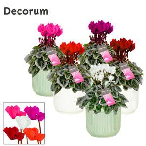 White Cyclamen persicum – 14cm Ceramic Pot