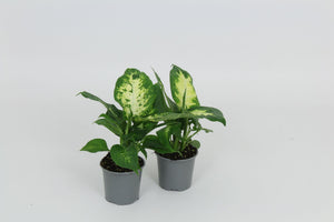 Mixed Dieffenbachia Houseplant – 8.5cm Pot