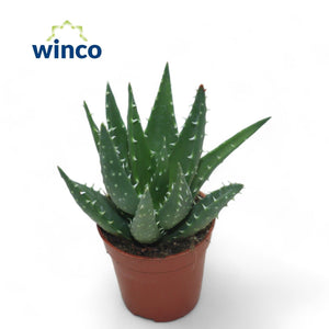 Aloe Mitriformis Succulent – 5.5cm Pot