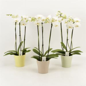 White Phalaenopsis Orchid – 3 Stem, 12cm Pot