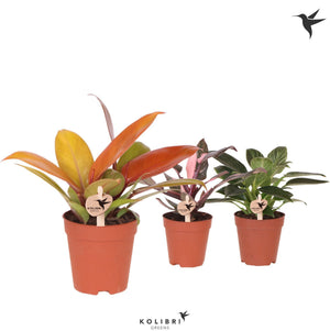 Philodendron Green Houseplant – 9cm Pot