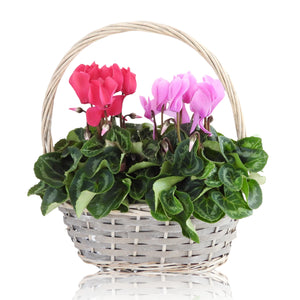 Oval Plant Arrangement – 23cm Wicker Pot