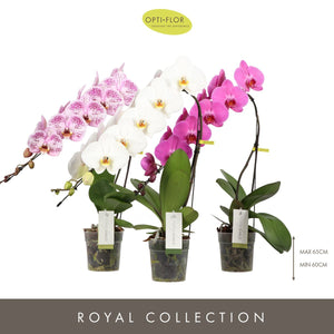 Mixed Phalaenopsis Orchid – 12cm Pot, 60cm Height