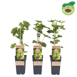 Sukribe Grape Vine (Vitis vinifera) – 15cm Pot