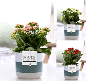 Mixed Kalanchoe Double Flowering Plant – 12cm Pot
