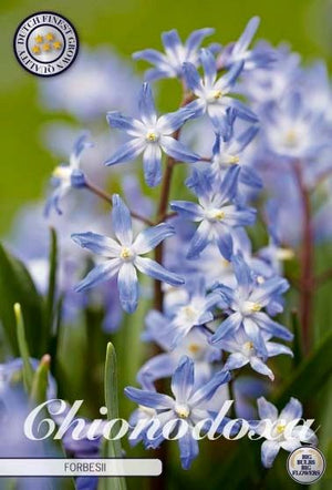 Chionodoxa forbesii Glory of the Snow Bulbs – 5/6