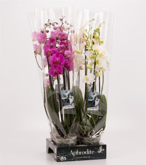 Mixed Phalaenopsis Orchid – 2 Stem, 12cm Pot