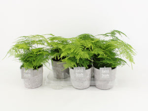 Asparagus Fern (Asparagus setaceus) – 13cm Stone-Effect Pot