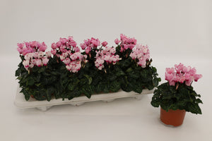 Pale Pink Cyclamen persicum – 10.5cm Pot