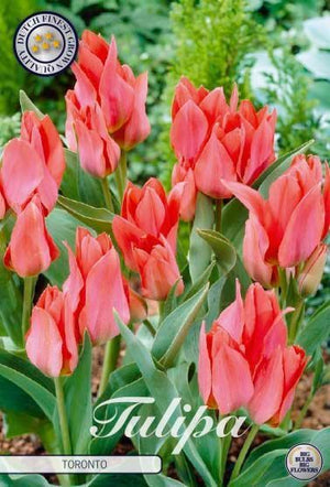Tulipa greigii ‘Toronto’ Flower Bulbs – 12cm+