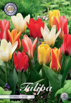 Kaufmanniana Tulip Bulbs – Mixed Colours, Pack of 10