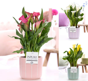 White Zantedeschia Calla Lily – 12cm Ceramic Pot
