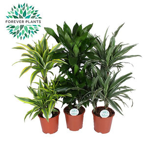 Corn Plant (Dracaena fragrans) – 21cm Pot, 100cm