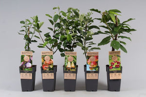 Mixed Fruit Plant – Approx. 50cm
