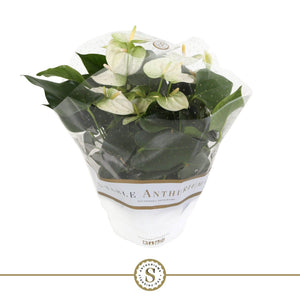 White Anthurium ‘Champion’ – 17cm Pot