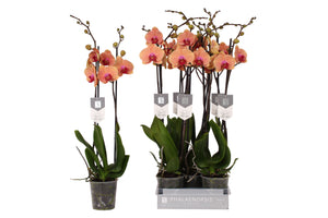Caribbean Dream Phalaenopsis Orchid – 12cm Pot