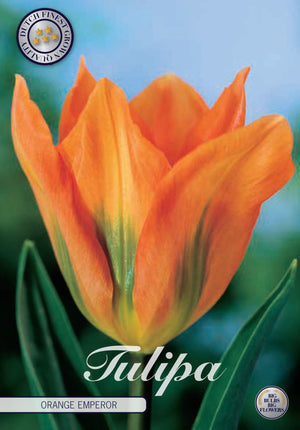 Orange Emperor Fosteriana Tulip Bulbs – 12cm Bulbs