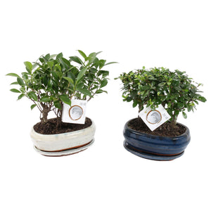 Indoor Green Bonsai Tree – 21cm Ceramic Pot