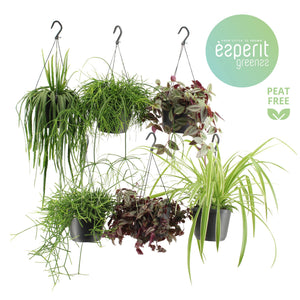 Mixed Green Houseplant in Hanging Pot – 17cm