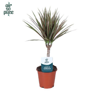 Dracaena Marginata ‘Bicolor’ – 12cm Pot, 45cm High